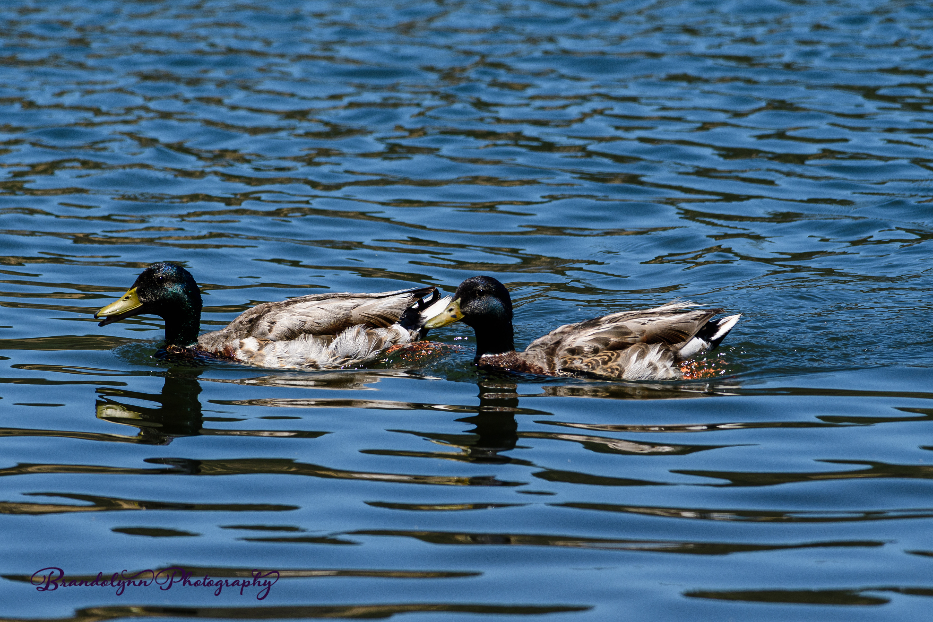 Mallard x American Black Duck Hybrid Drakes