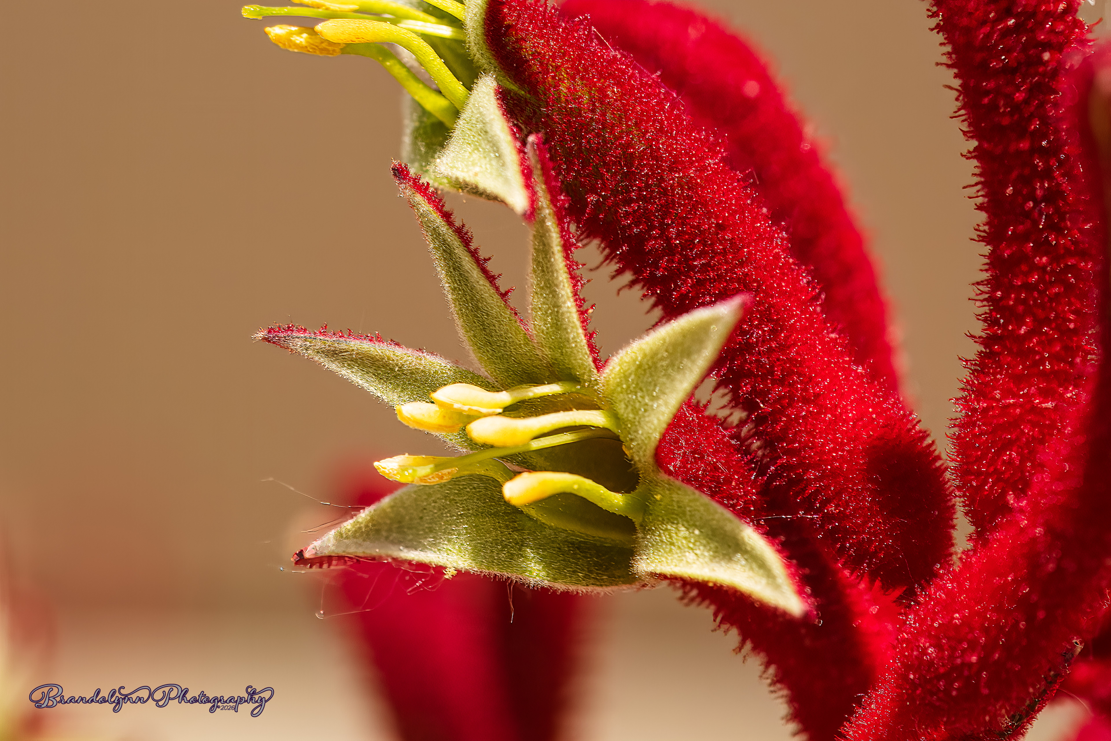  Anigozanthos, or "Kangaroo Paw"