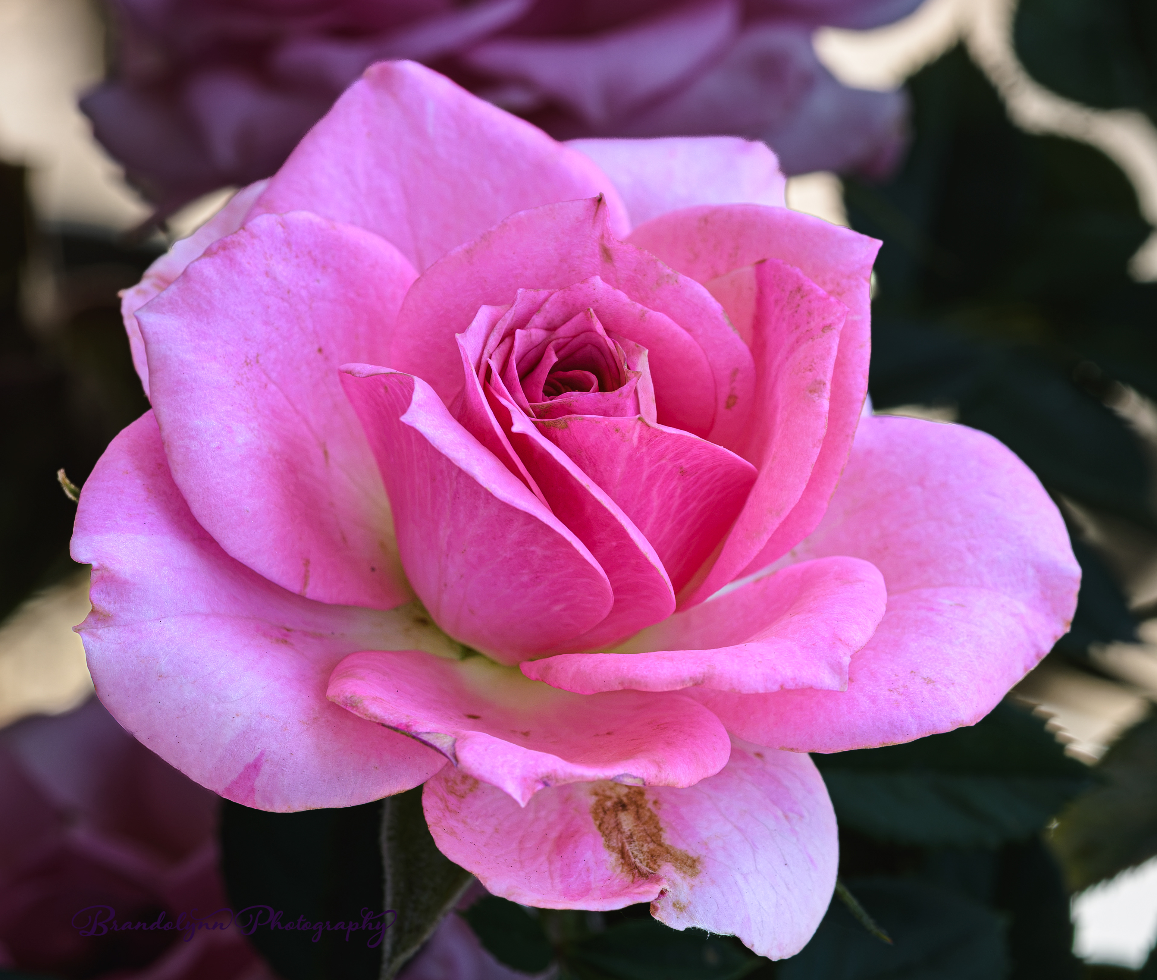 'Pink Kordana' Rose