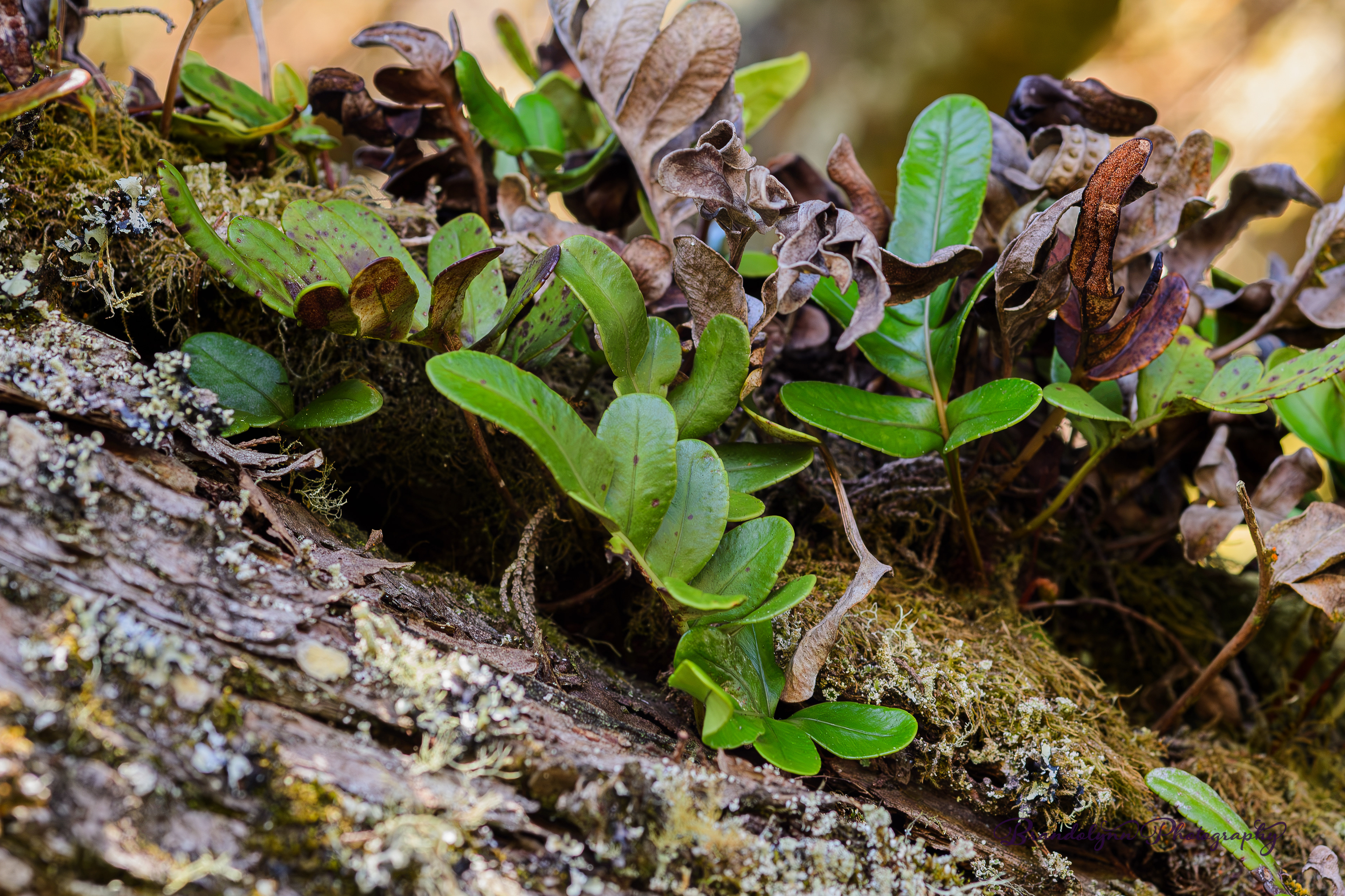  Polypodium scouleri or "Leather Fern"