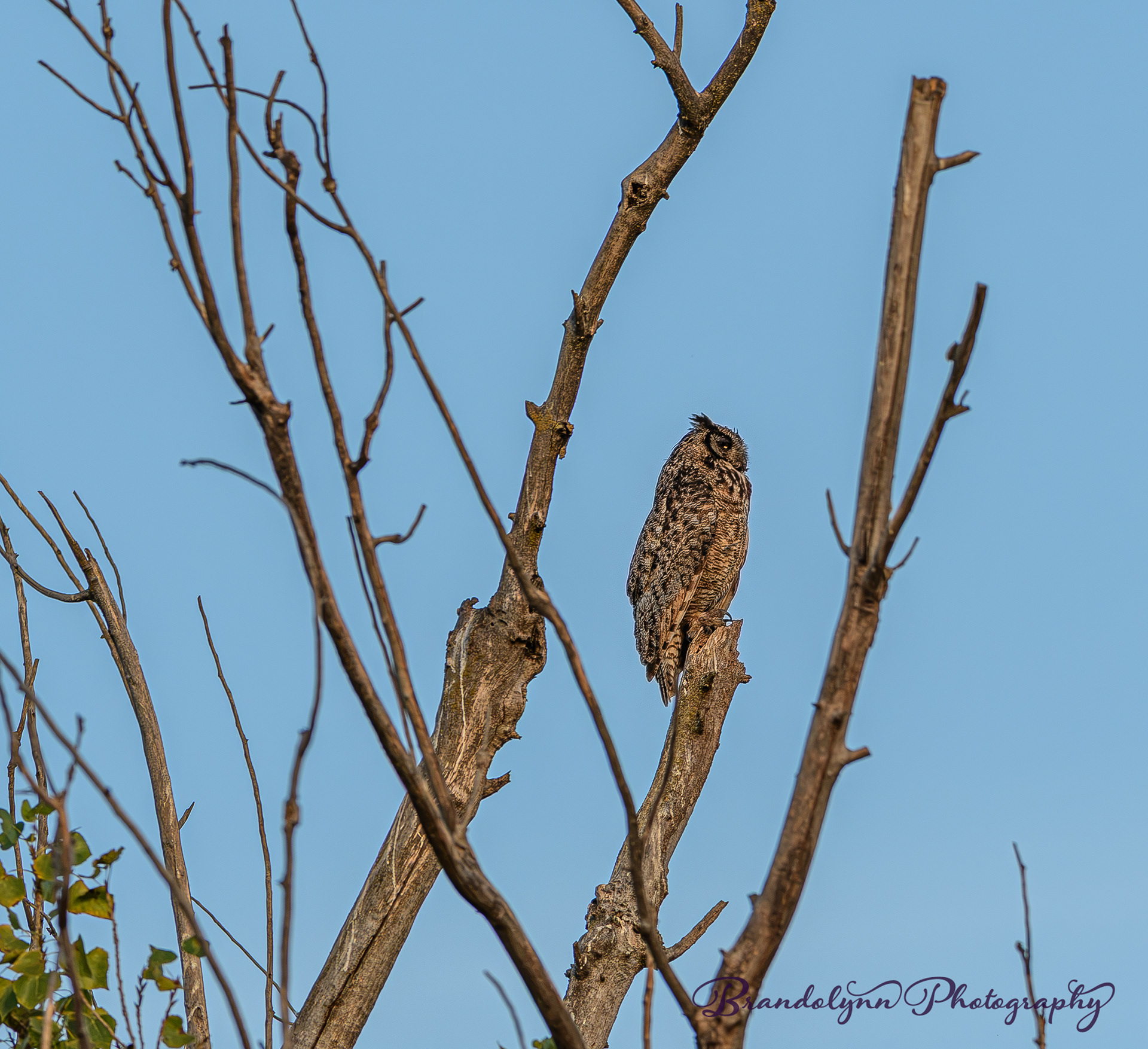 Great-Horned Owl
