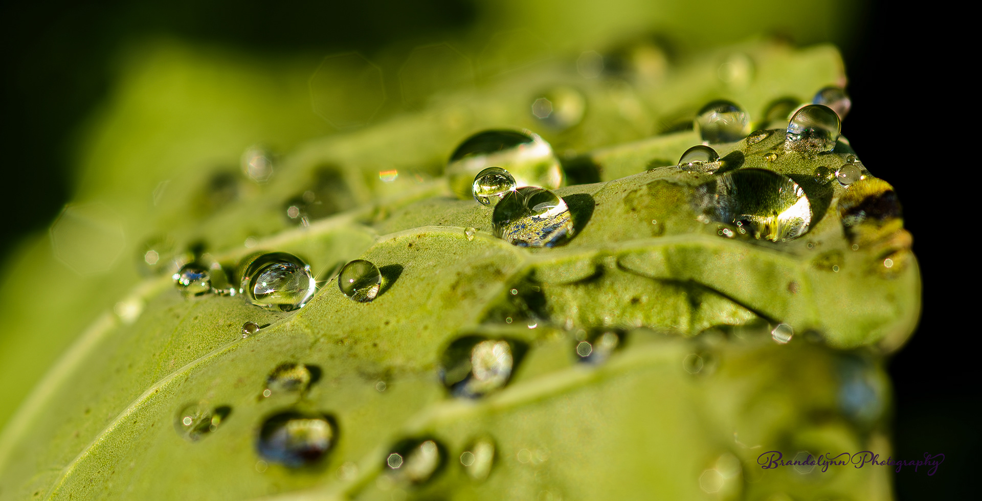 Water drops on a leaf.