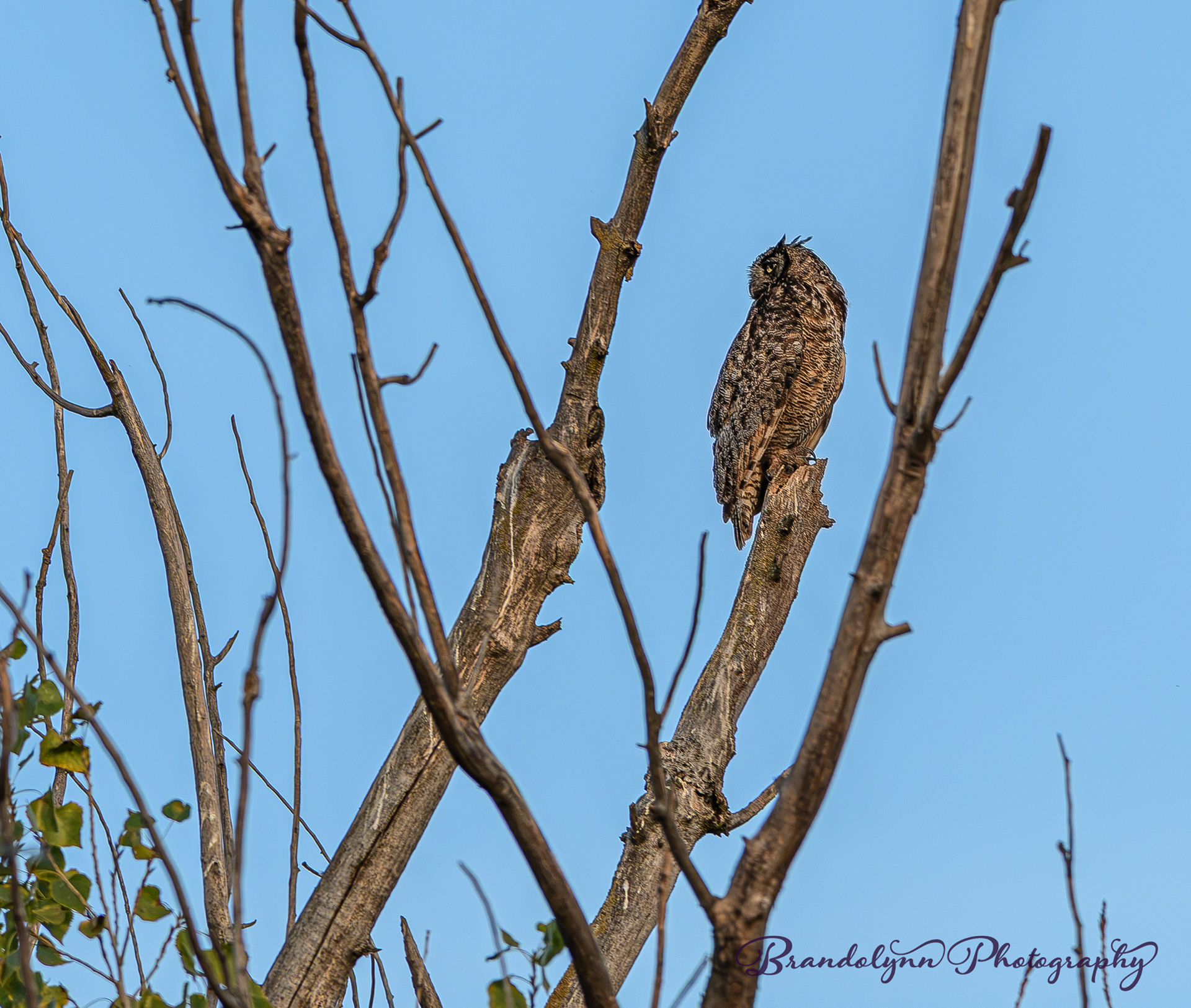 Great-Horned Owl