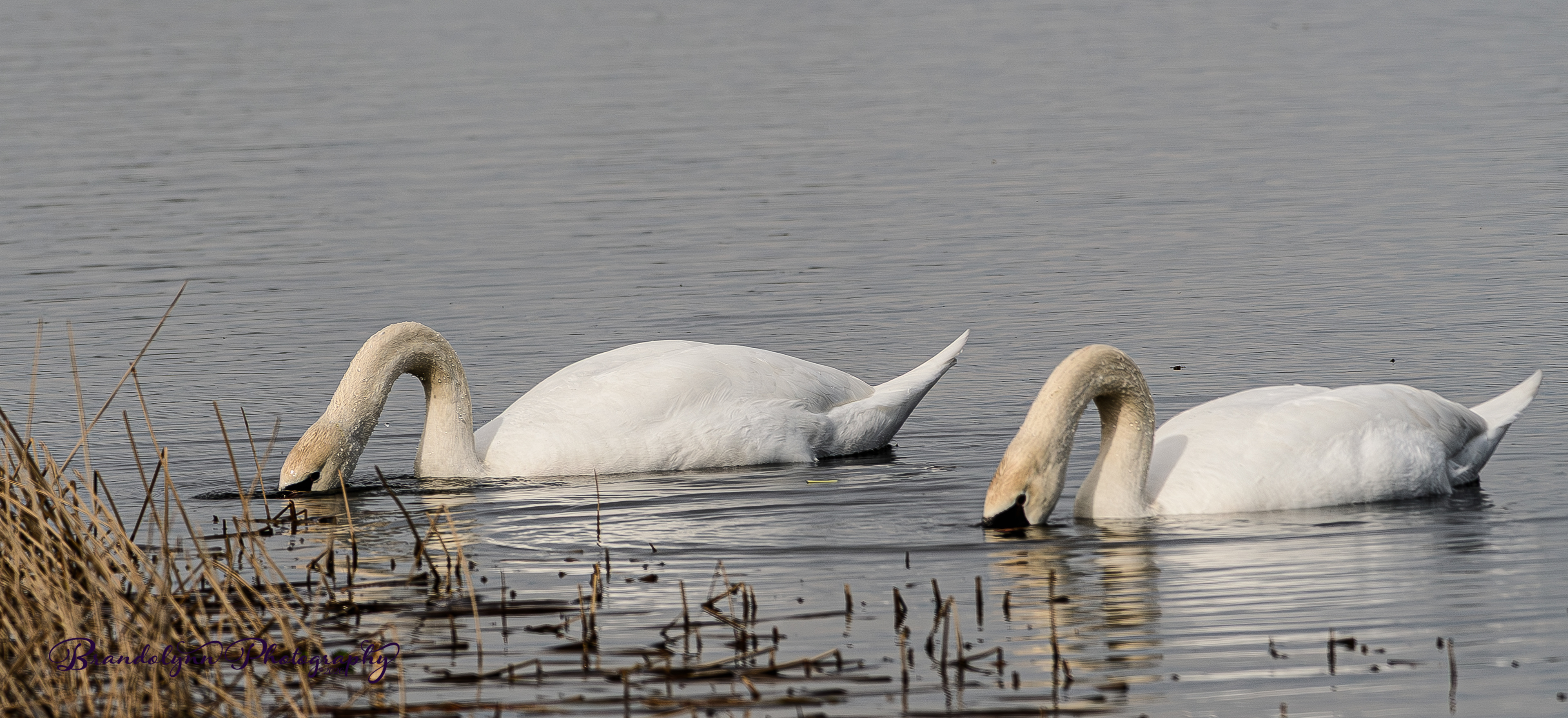 Mute Swan Pair