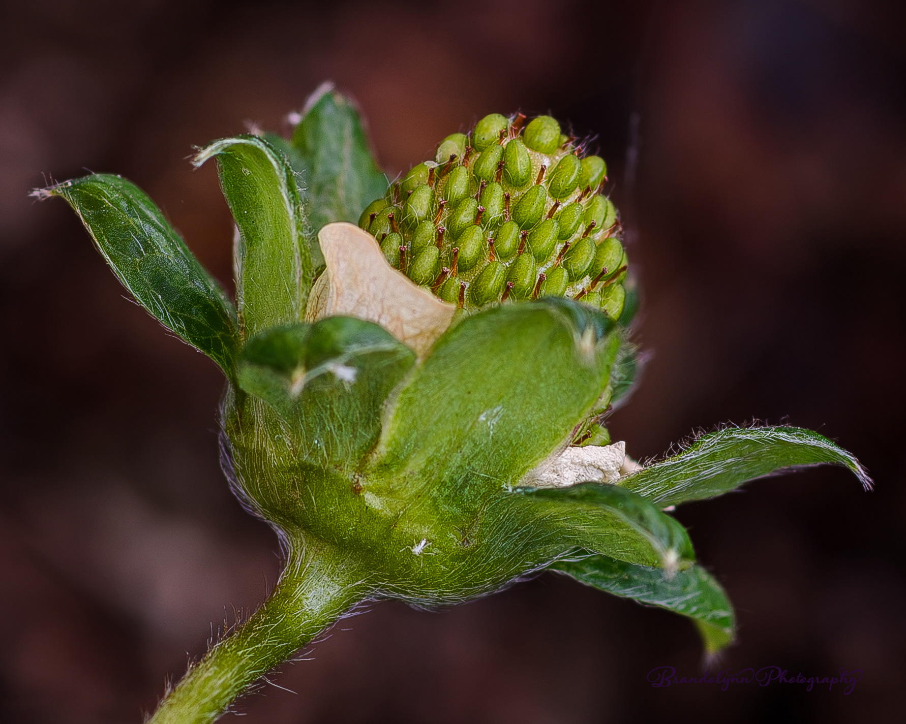 Unripe Strawberry