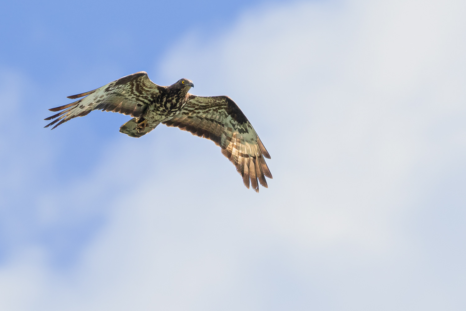 Hvepsevåge / Honey Buzzard
