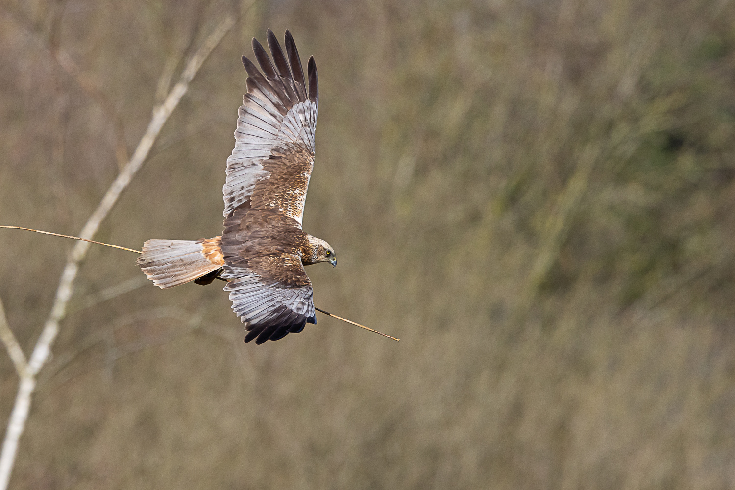 Rørhøg / Marsh Harrier
