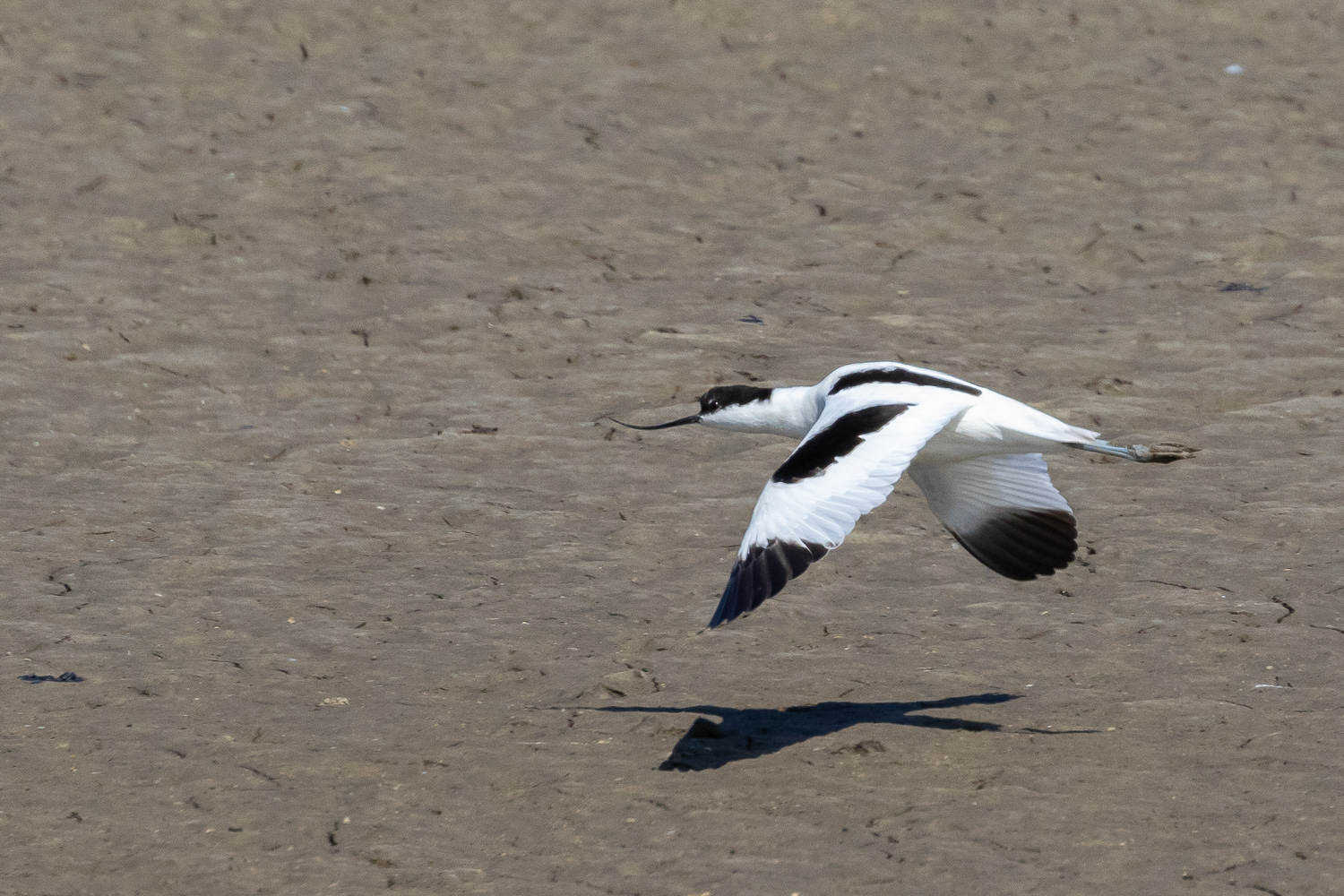 Klyde / Pied avocet