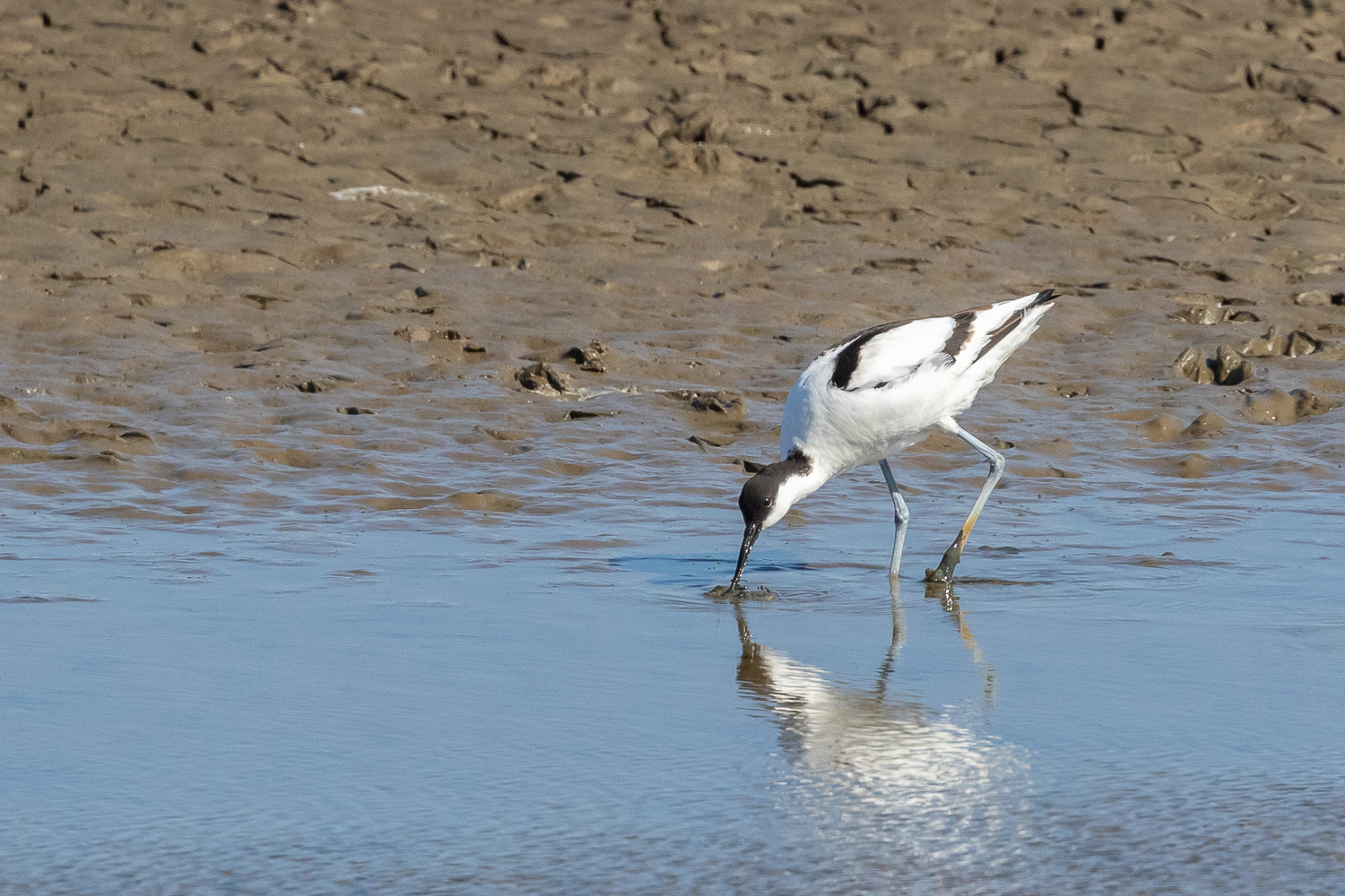 Klyde / Pied avocet