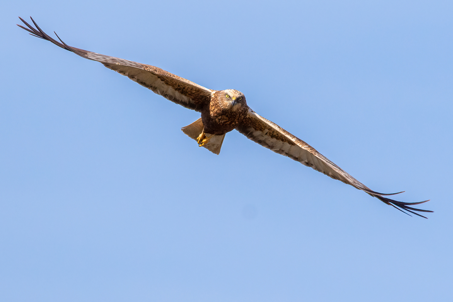 Rørhøg / Marsh Harrier