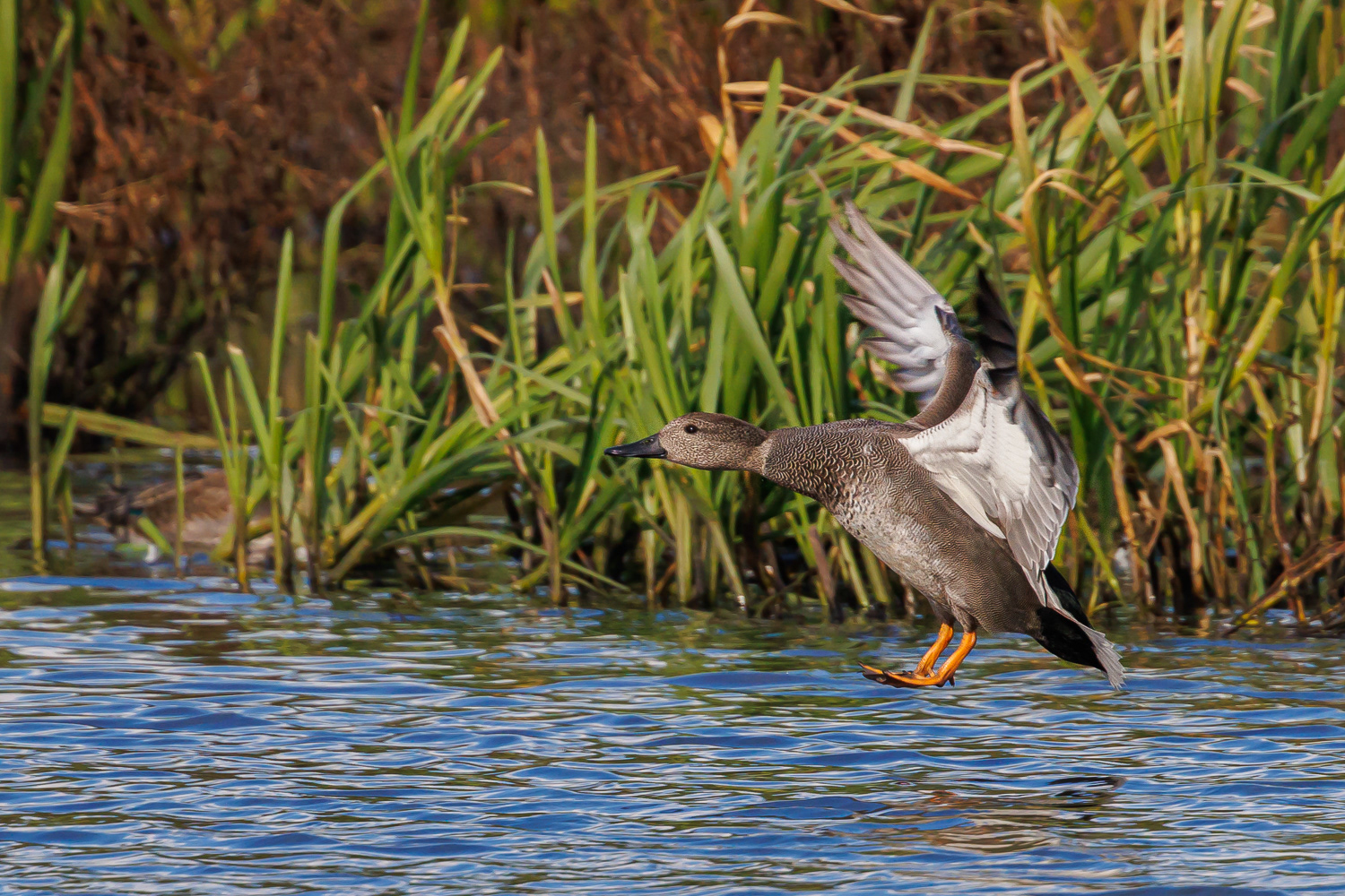 Knarand / Gadwall