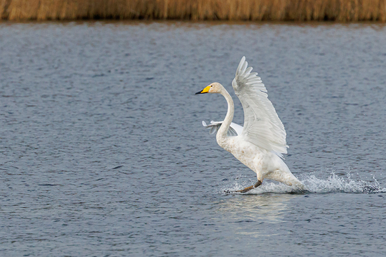 Sangsvane / Whooper Swan
