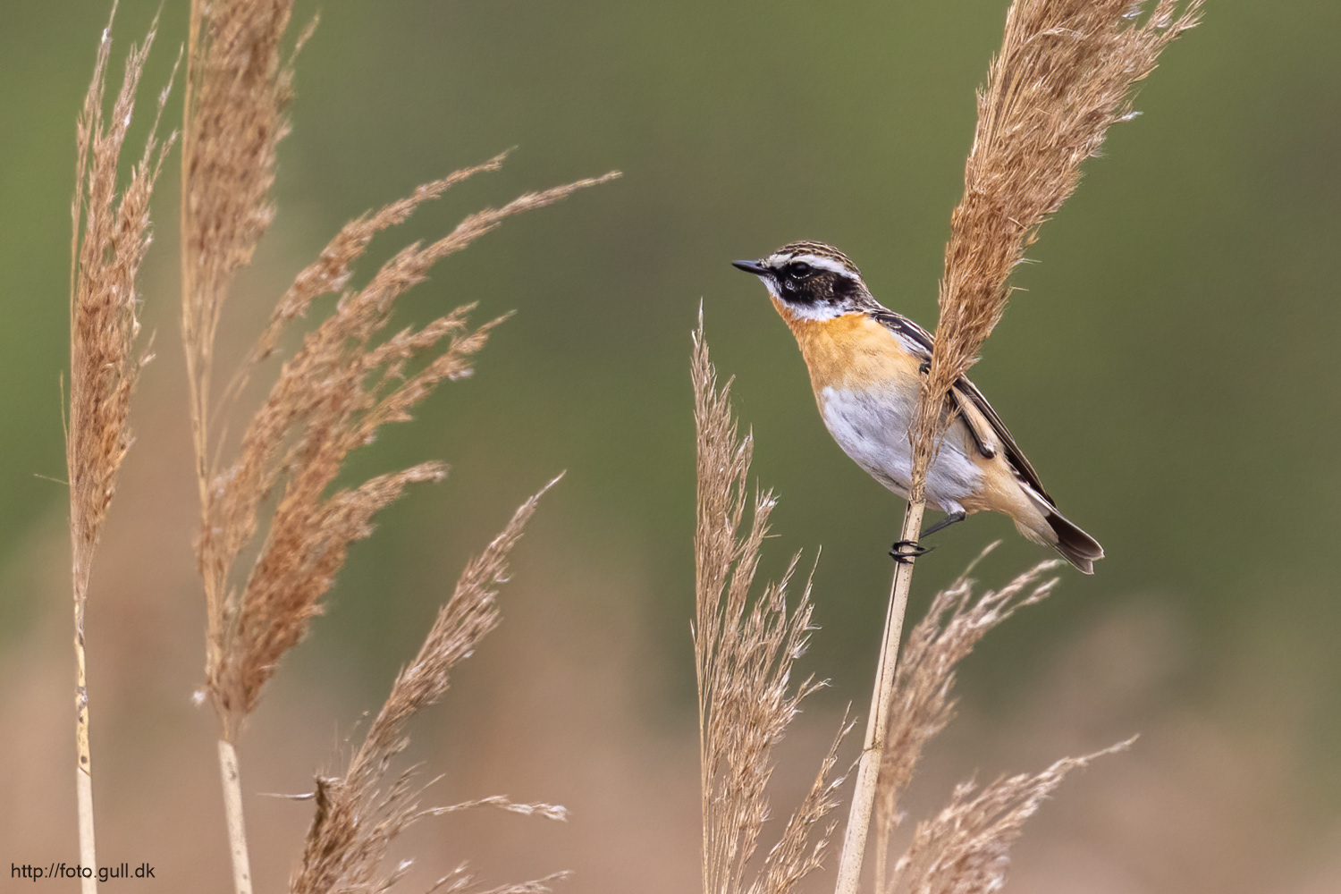 Bynkefugl / Whinchat