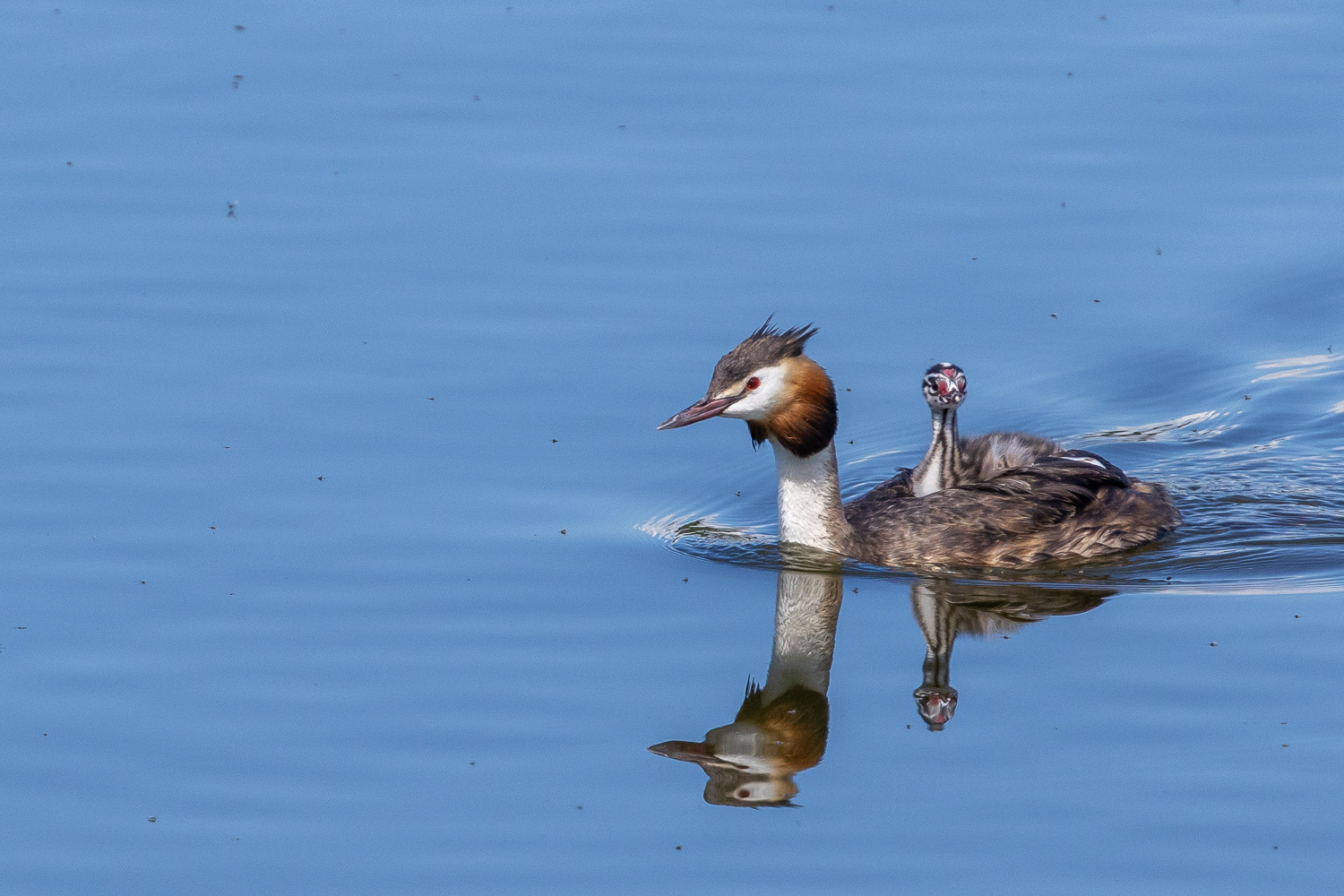 Toppet lappedykker / Great crested grebe