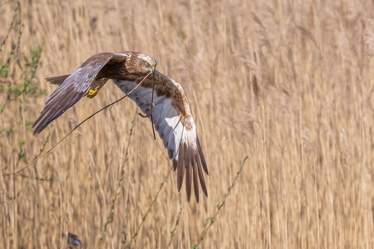 Rørhøg / Marsh Harrier