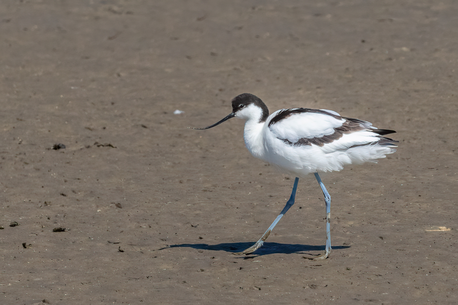 Klyde / Pied avocet