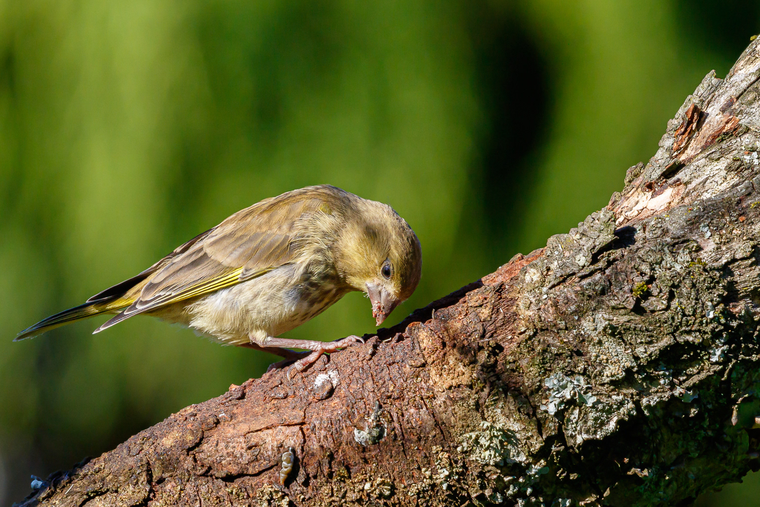 Grønirisk / European greenfinch
