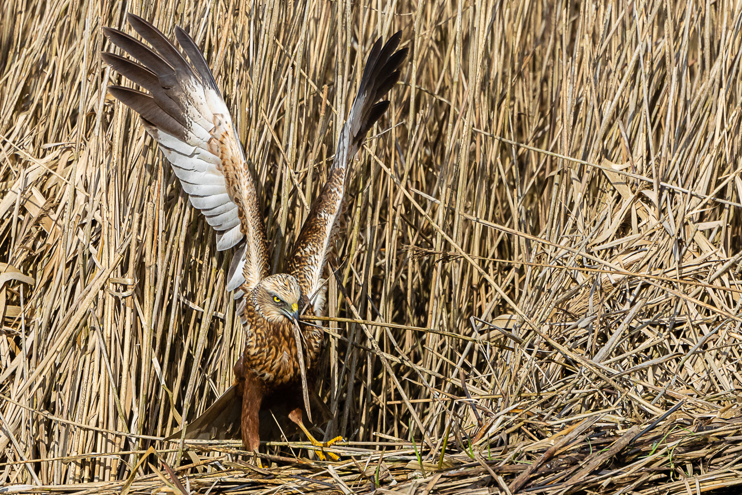 Rørhøg / Marsh Harrier