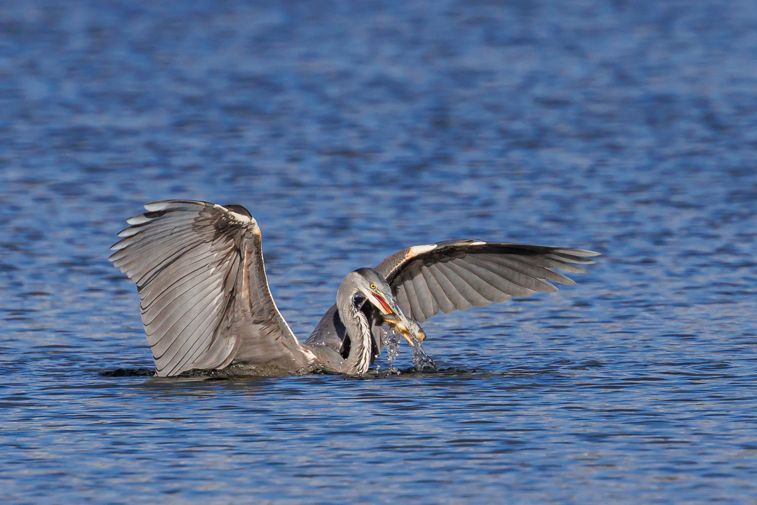 Fiskehejre / Heron