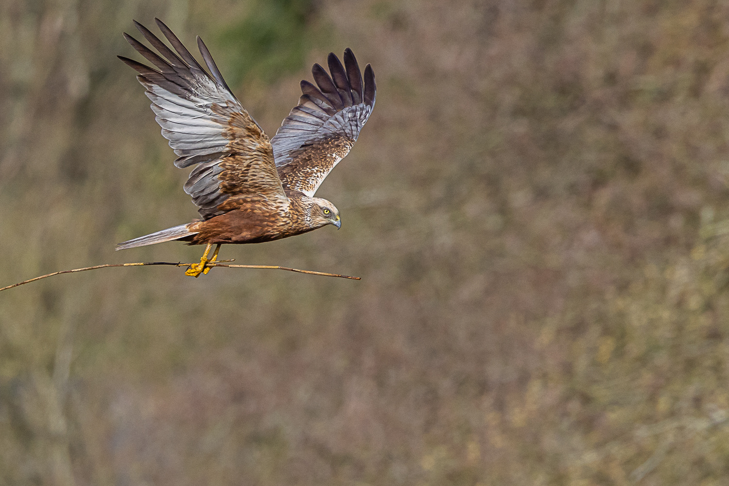 Rørhøg / Marsh Harrier