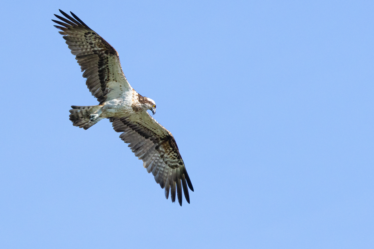 Fiskeørn / Osprey