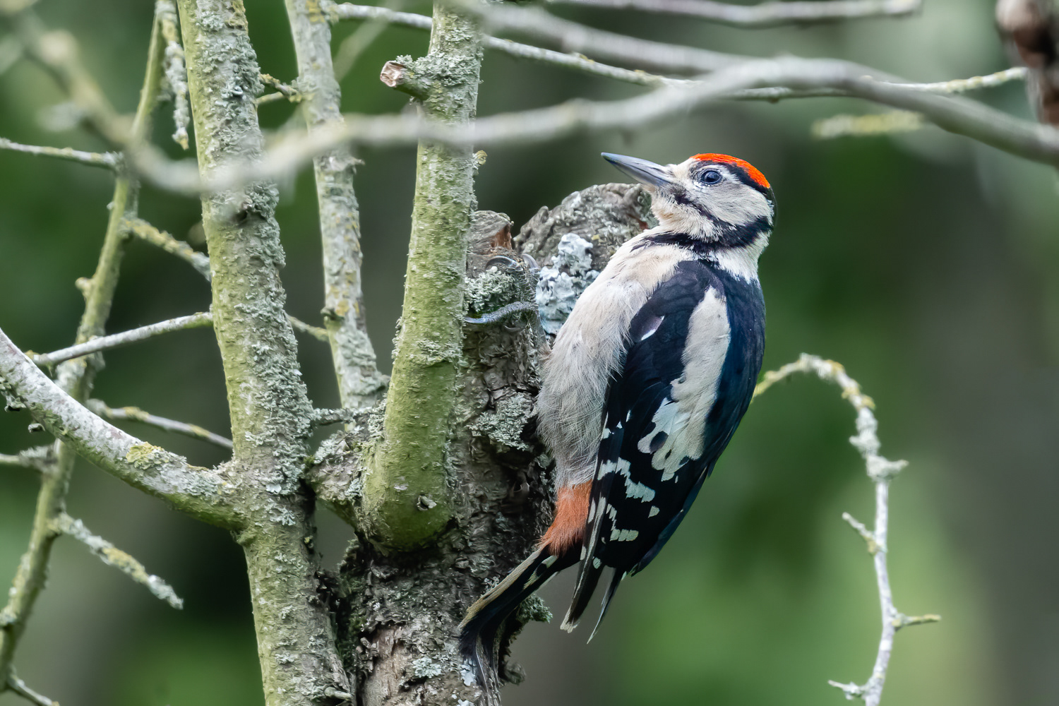 Stor flagspætte / Great spotted woodpecker
