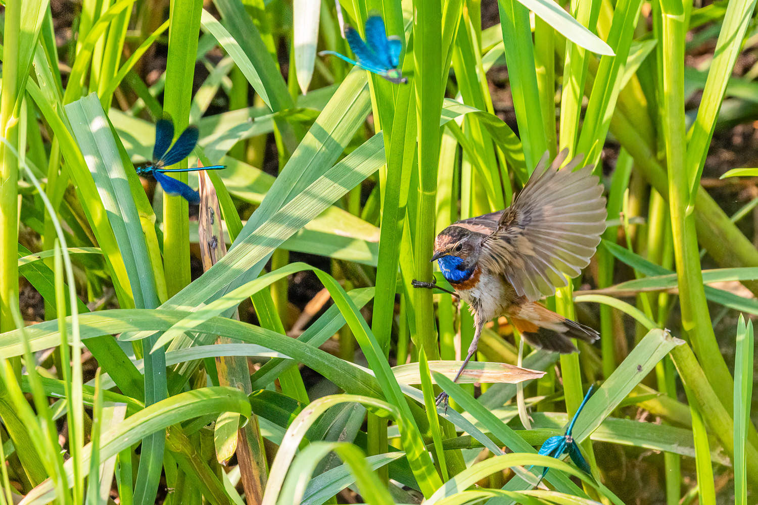Blåhals / white spotted bluethroat