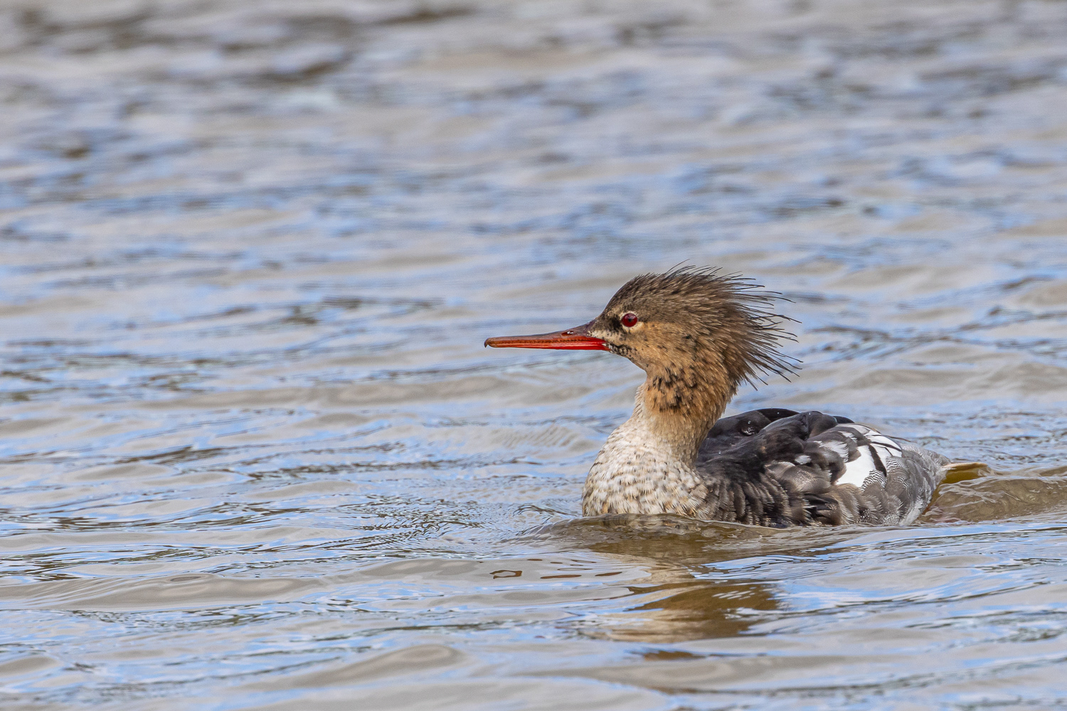 Toppe skallesluger / Red-breasted merganser