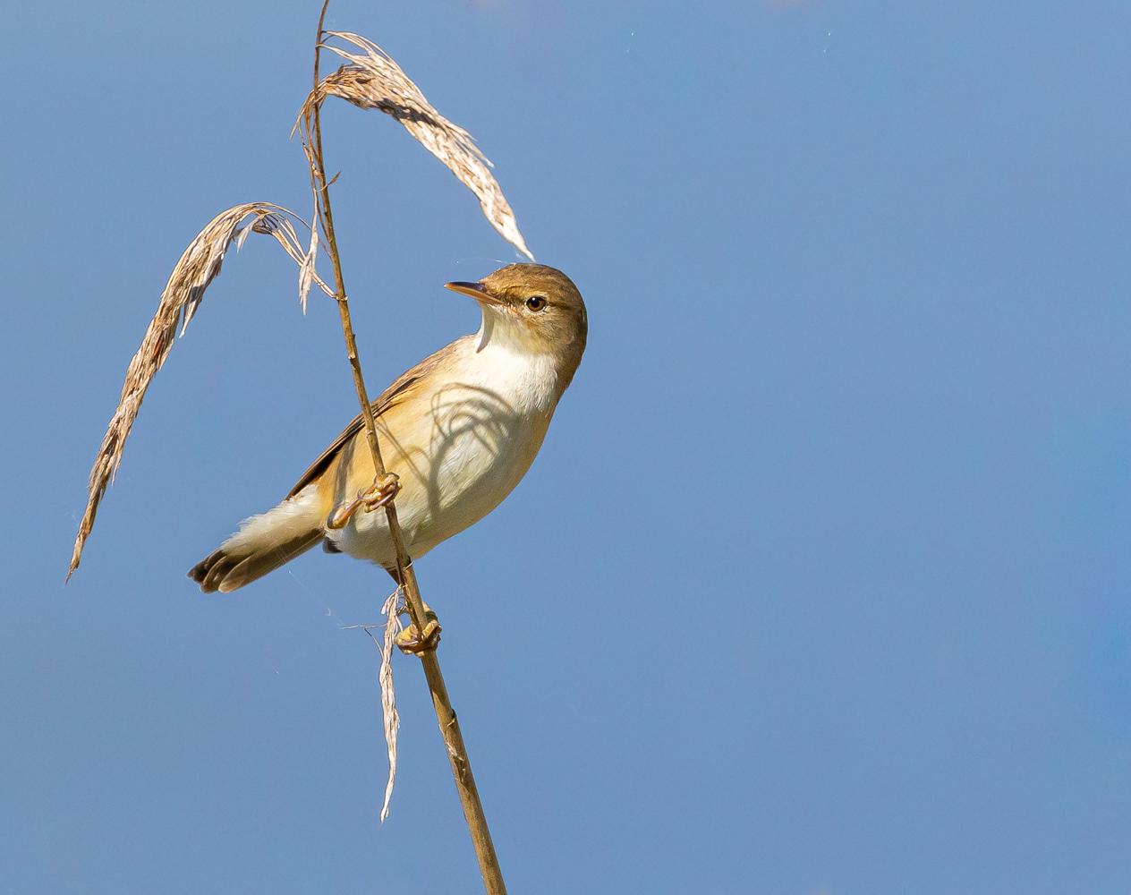Rørsanger / Reed-warbler
