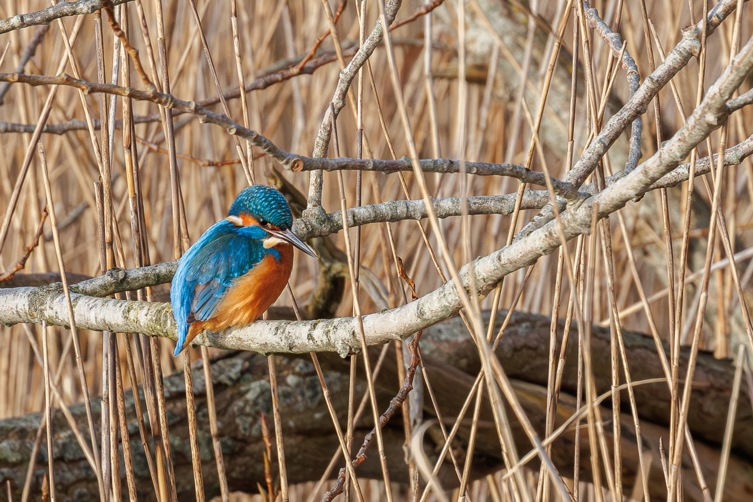 Isfugl / Kingfisher