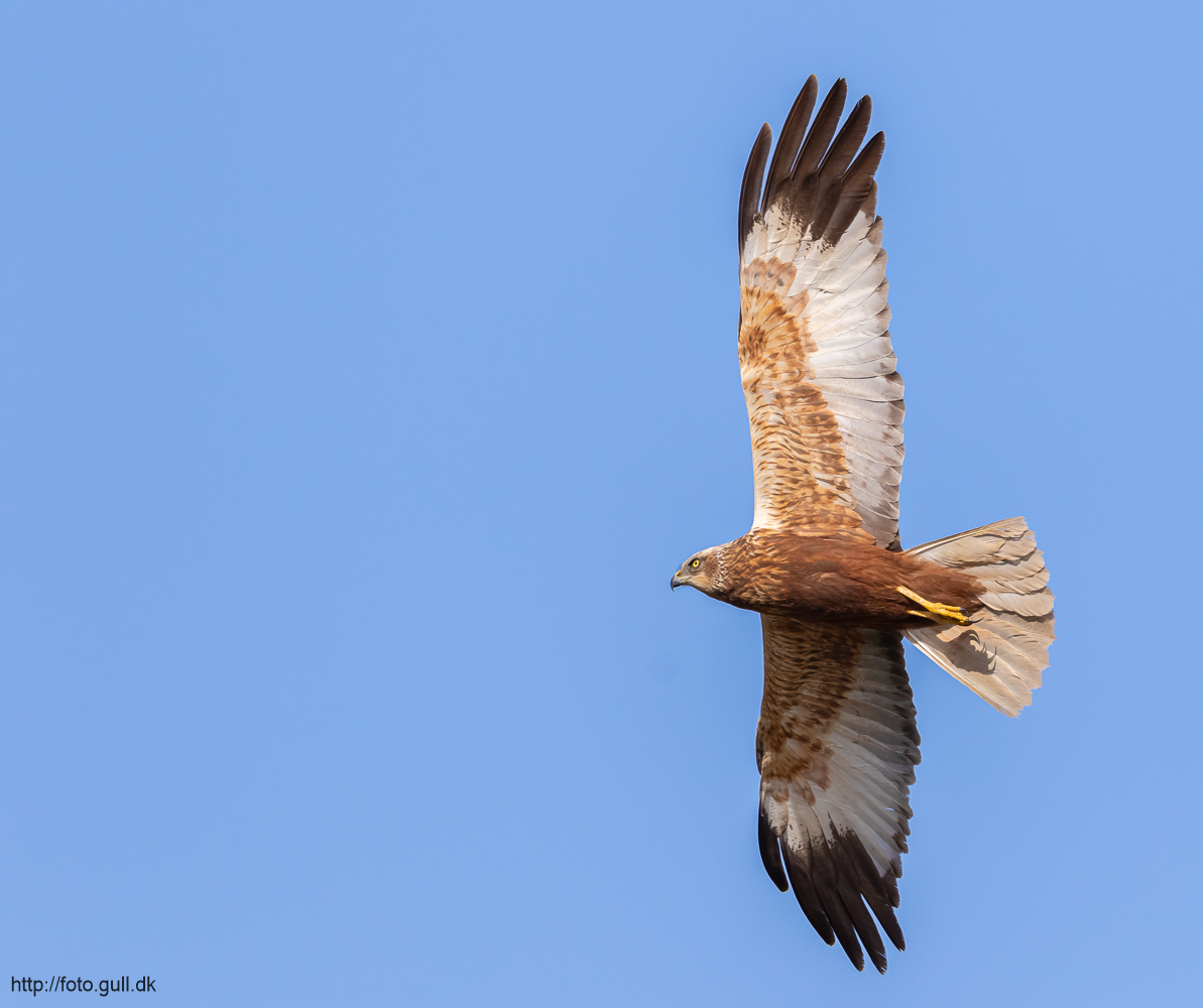 Rørhøg / Marsh Harrier