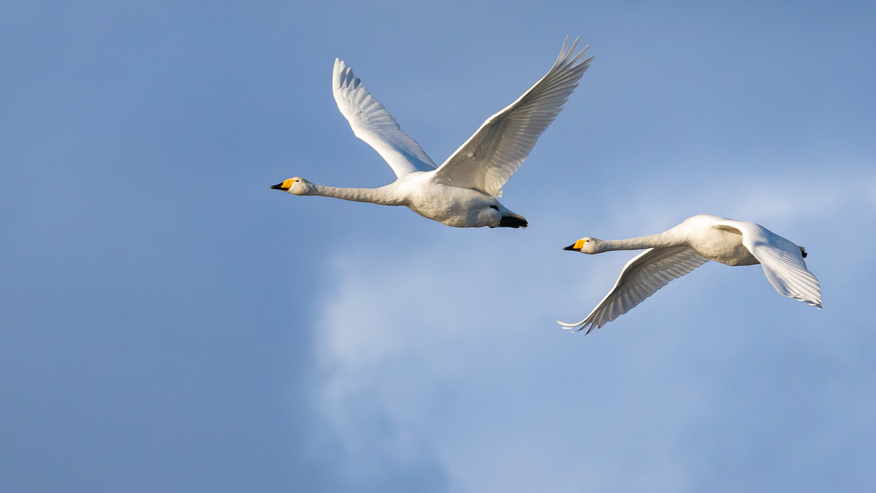 Sangsvane / Whooper Swan