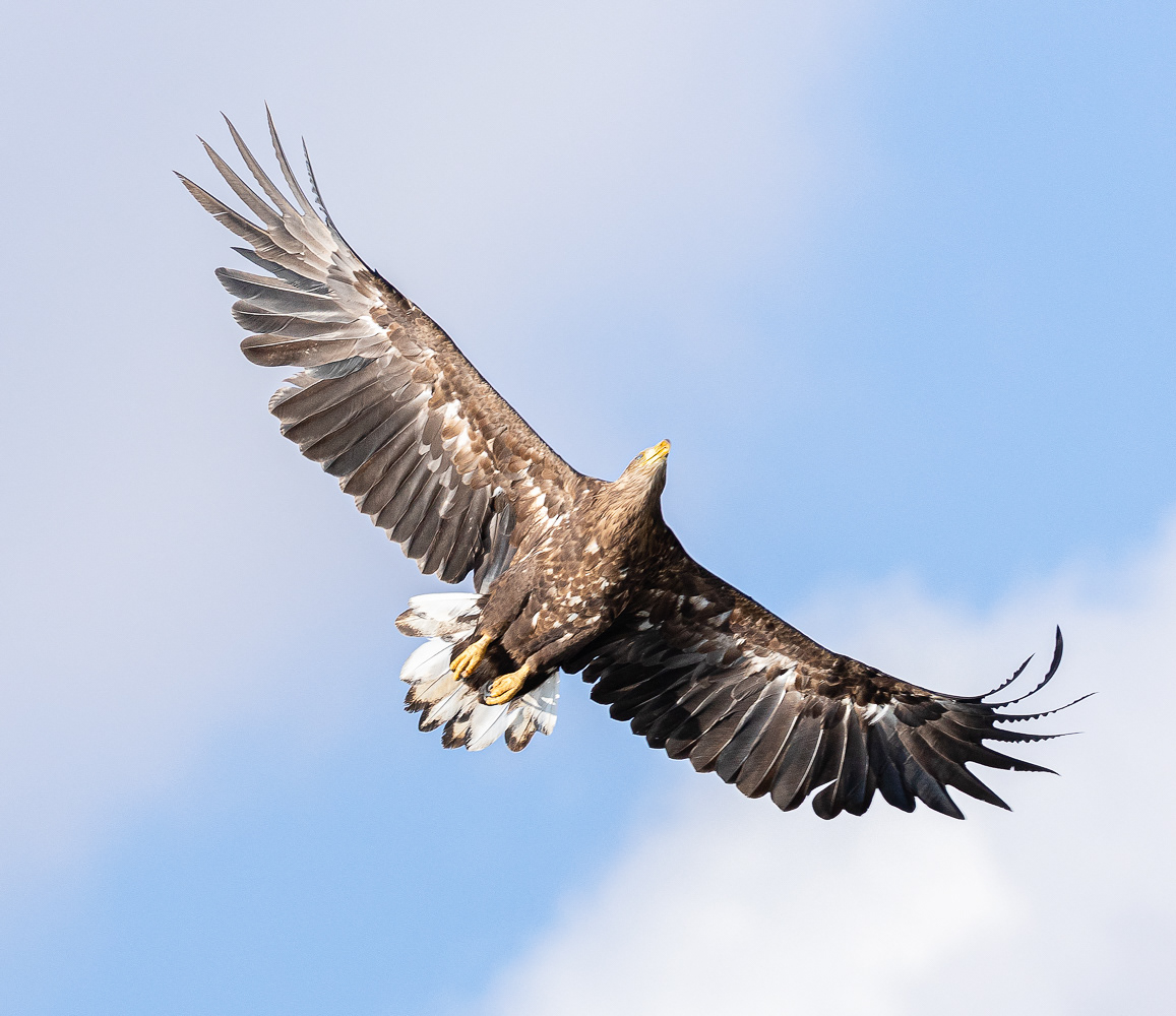 Havørn / White tailed eagle