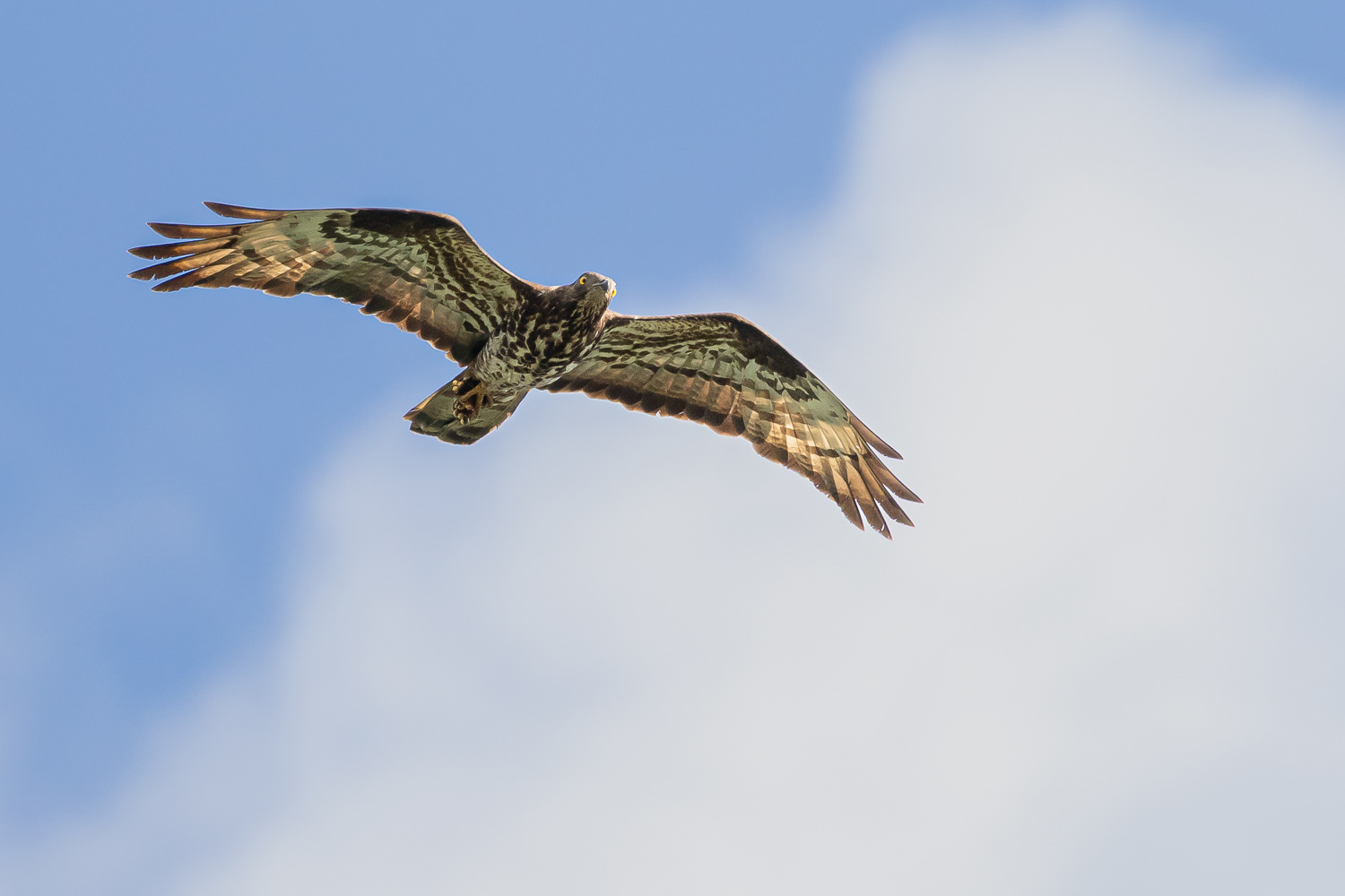 Hvepsevåge / Honey Buzzard