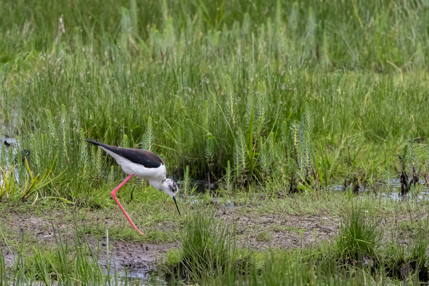 Stylteløber / Black-winged stilt