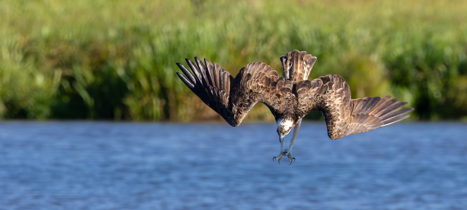 Fiskeørn / Osprey