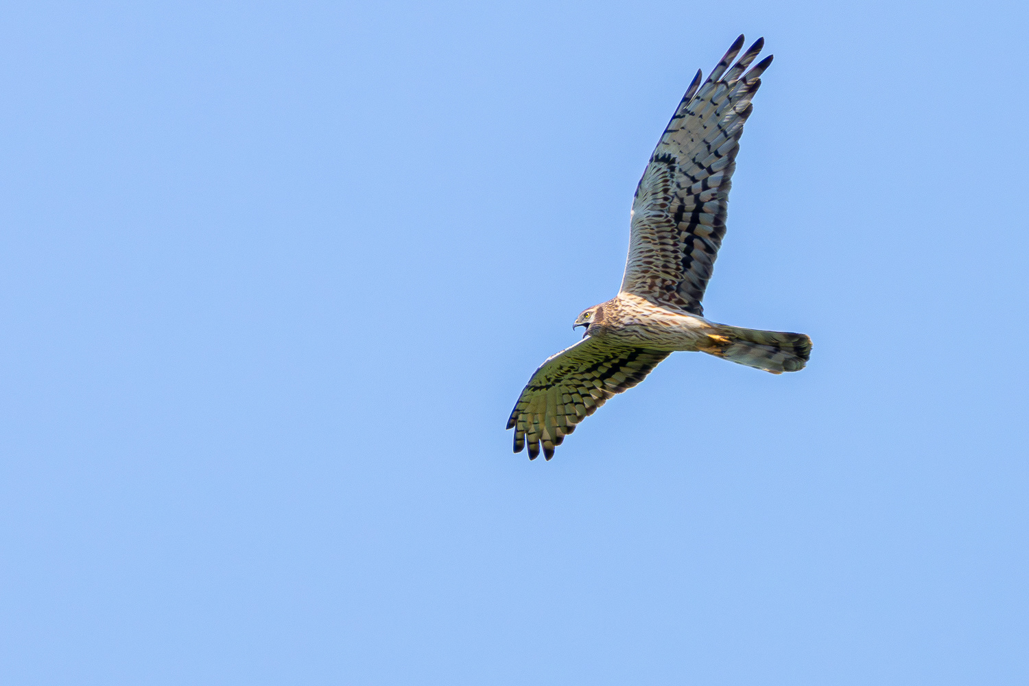 Hedehøg / Montagu's harrier