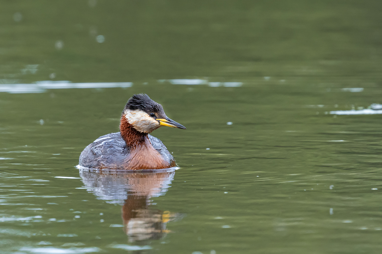 Gråstrubet lappedykker / Red-necked grebe