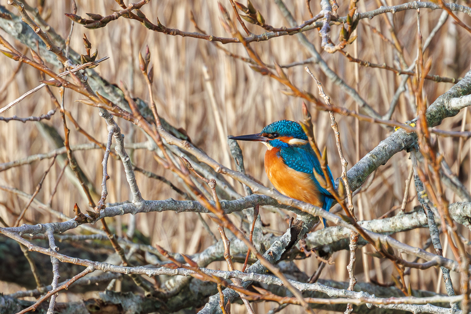 Isfugl / Kingfisher