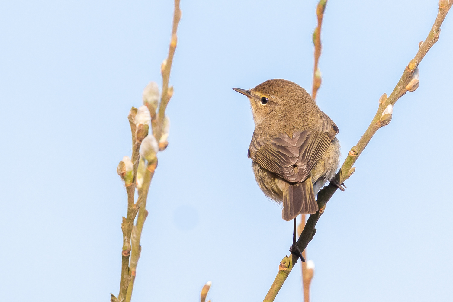 Gransanger / Chiffchaff