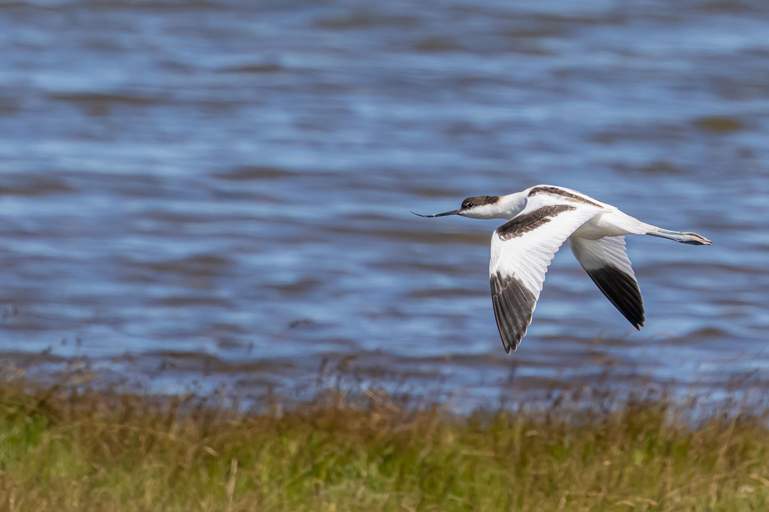 Klyde / Pied avocet