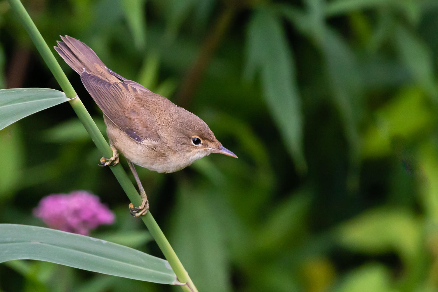 Rørsanger / Reed-warbler
