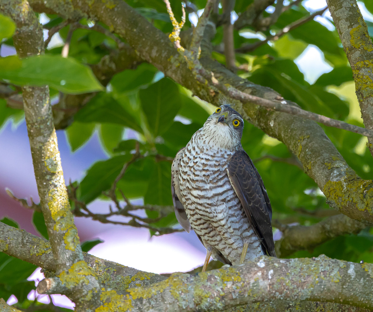 Spurvehøg / Eurasian sparrowhawk