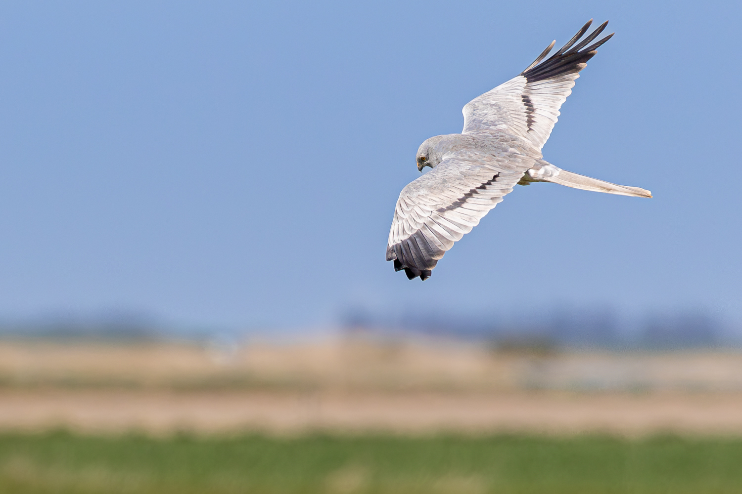 Hedehøg / Montagu's harrier