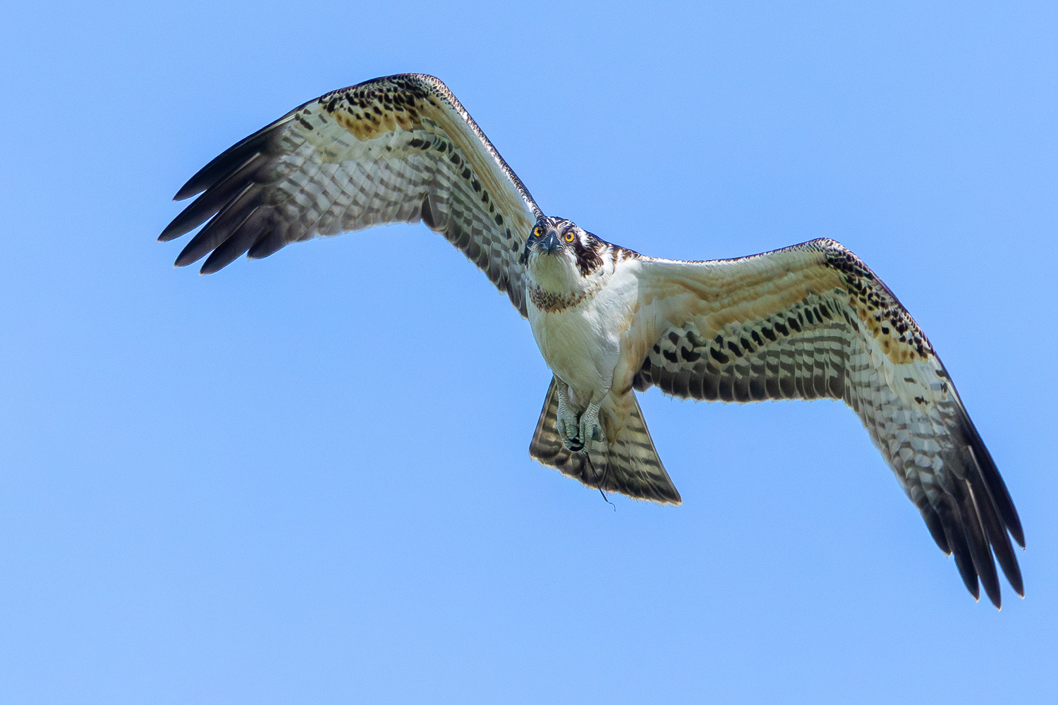 Fiskeørn / Osprey
