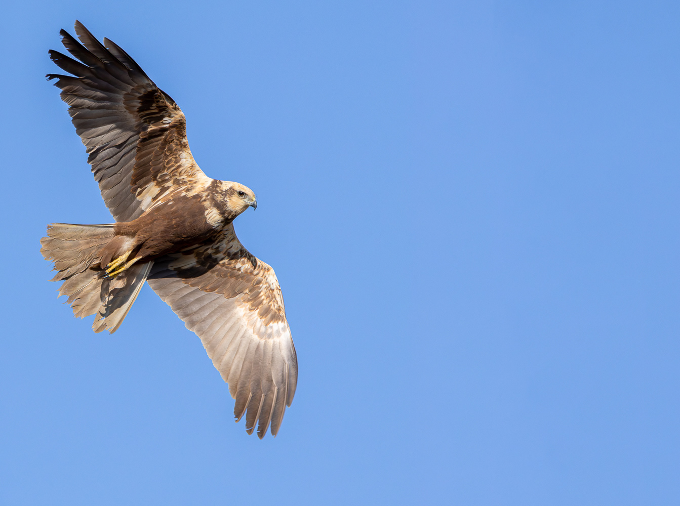 Rørhøg / Marsh Harrier