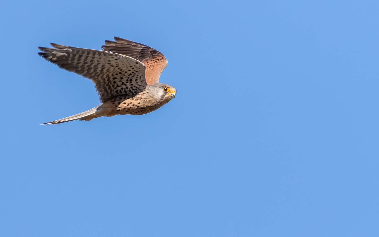 Tårnfalk / Kestrel