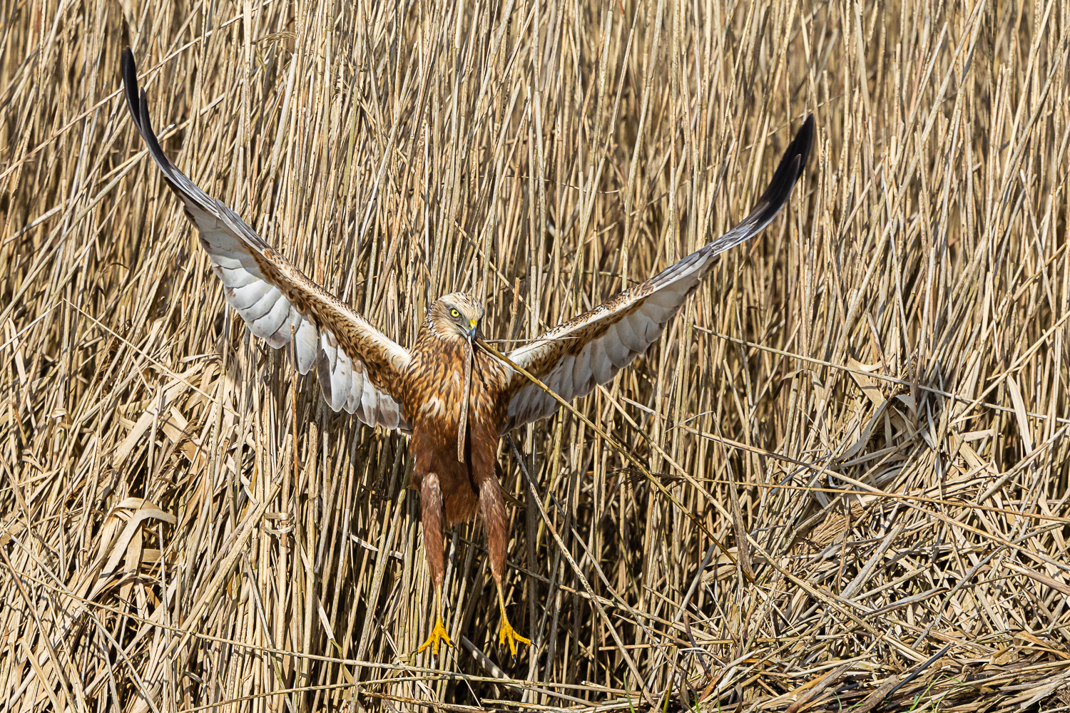 Rørhøg / Marsh Harrier