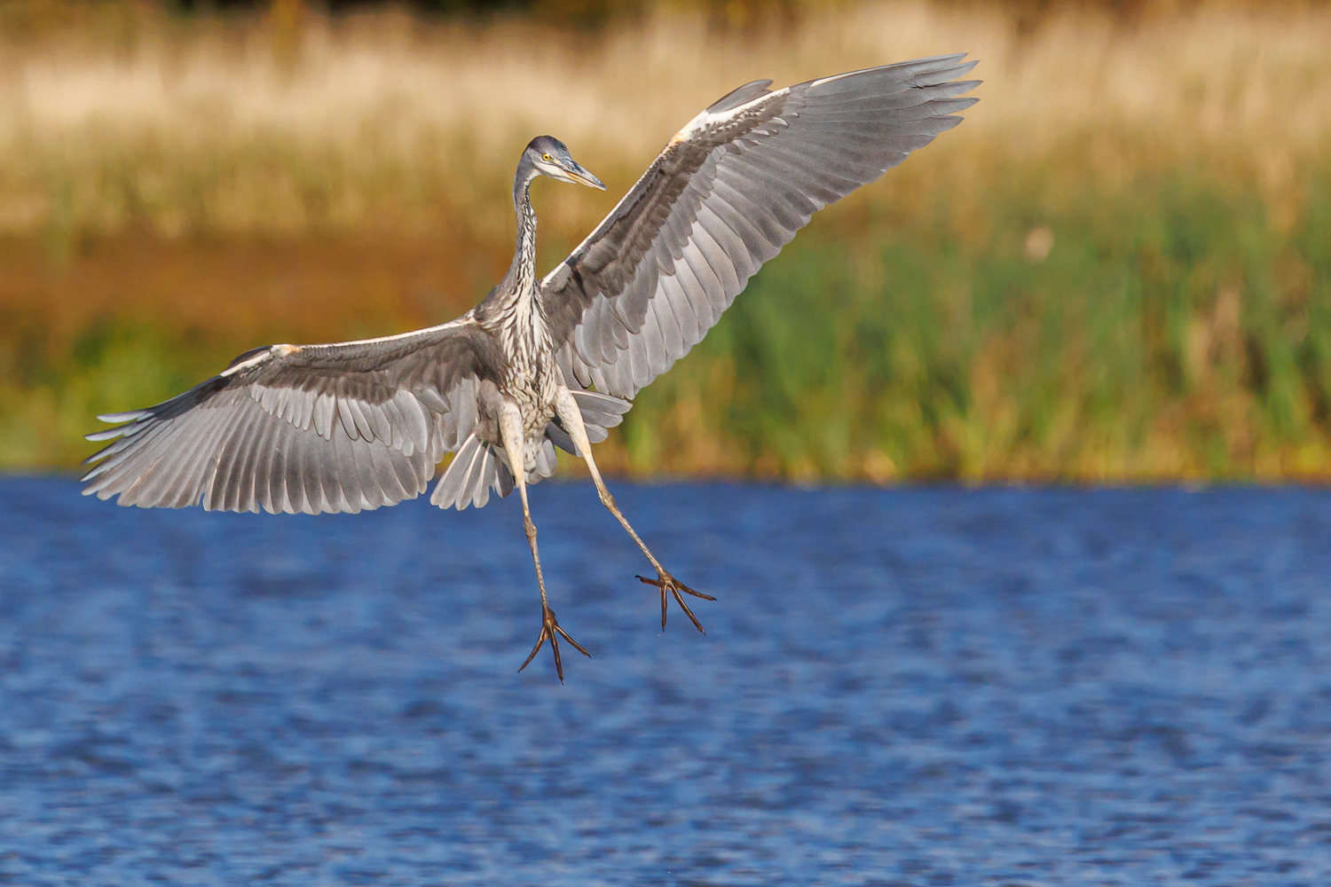 Fiskehejre / Heron