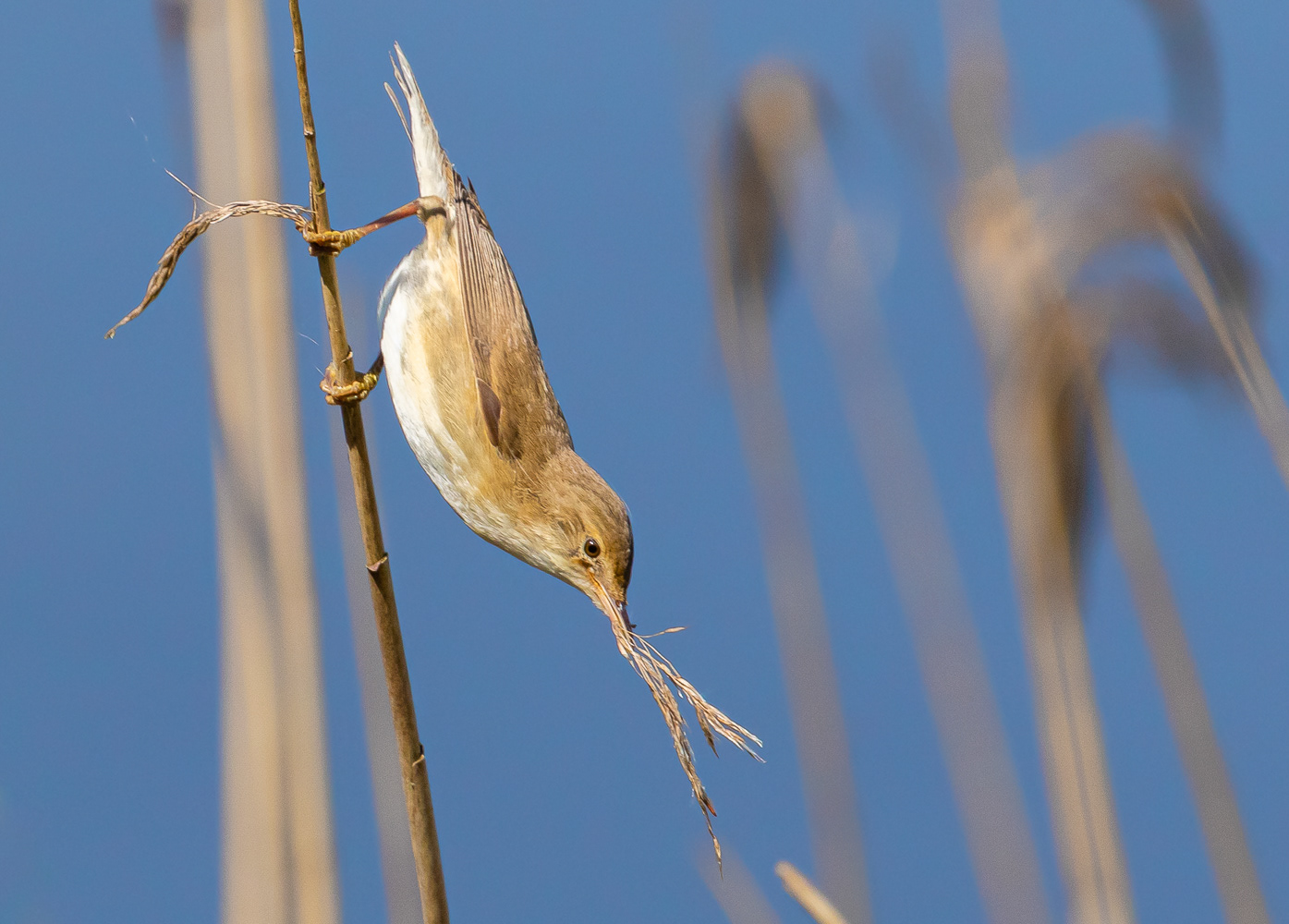 Rørsanger / Reed-warbler